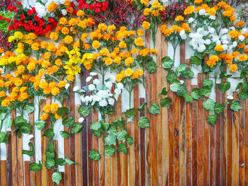 Close-up of flowers