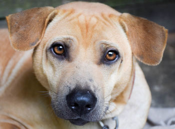 Close-up portrait of dog