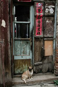 Cat looking at entrance of building