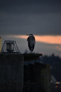 Bird perching on wooden post against sky during sunset