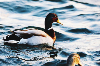 Duck swimming in lake