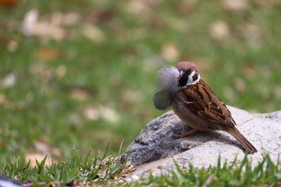 Bird perching on wood