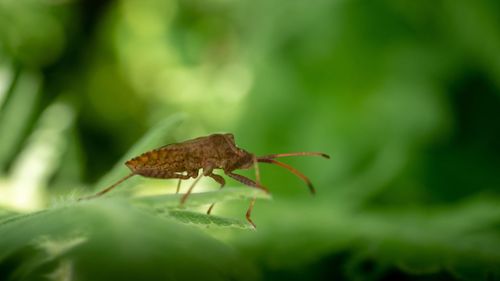 Close-up of insect on leaf