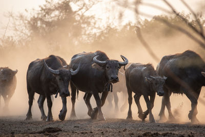 View of horses on land during sunset