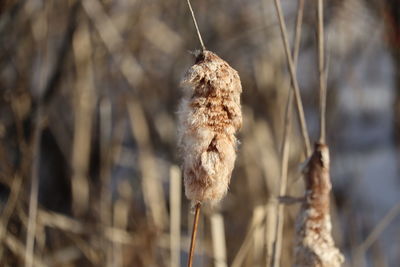 Close-up of dried plant