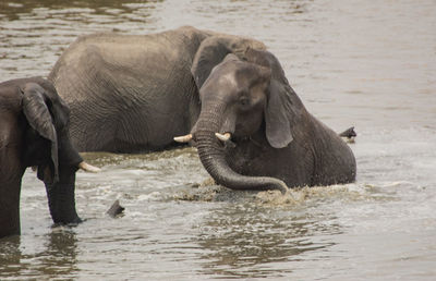 Elephant in a lake