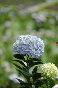Close-up of white hydrangea flower