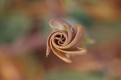 Close-up of curled angels trumpet