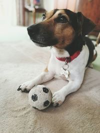 Close-up of dog sitting on carpet at home