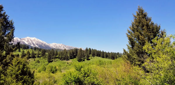 Scenic view of pine trees against clear sky