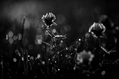 Close-up of plants against blurred background, black and white