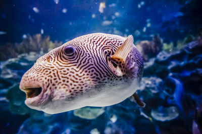 Close-up of fish swimming in sea