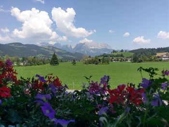 Scenic view of flowering plants on field against sky