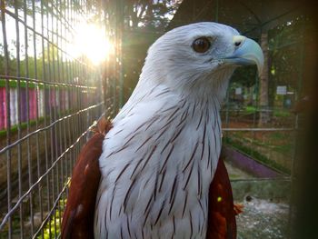 Close-up of bird in cage