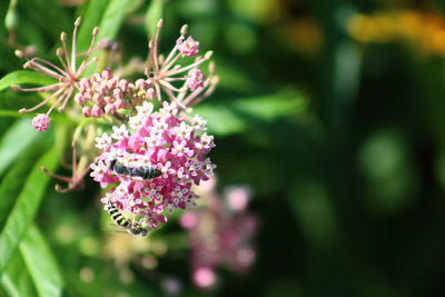 Close-up of pink flowering plant