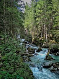 Plants growing by stream in forest