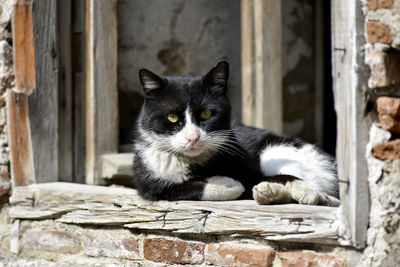 Portrait of cat sitting outdoors