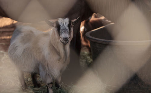 Portrait of kid goat at farm