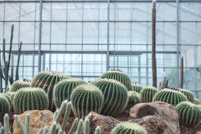 Close-up of cactus plants in greenhouse