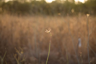 View of housefly on land
