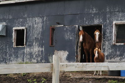 Horse in stable