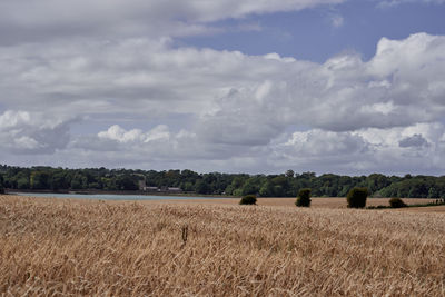 Scenic view of agricultural field against sky