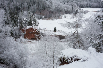 Snow covered land and trees in forest