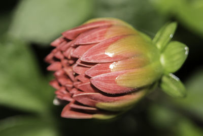 Close-up of flower against blurred background