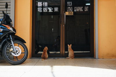 View of dogs on footpath