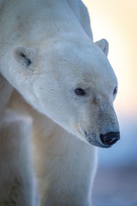 Close-up of polar bear staring over tundra