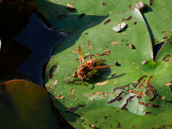 High angle view of insect on leaves