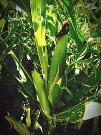 Close-up of green lizard on plant