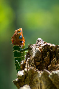 Close-up of an isolated orange and green lizard on a tree. ella, sri lanka. beautiful green bokeh.