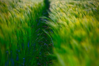 Close-up of crops on field