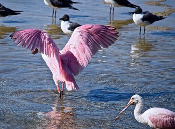 Birds flying over water