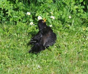 Bird on grassy field