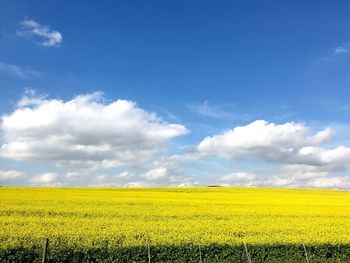 Scenic view of oilseed rape field against sky