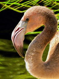 Close-up of swan