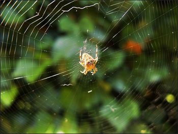 Close-up of spider on web