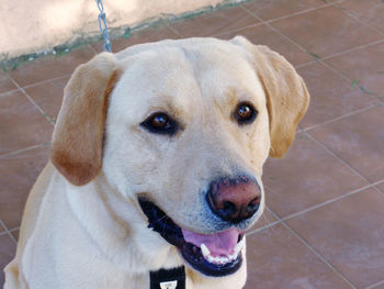 Close-up portrait of dog