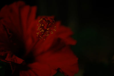 Close-up of red flower