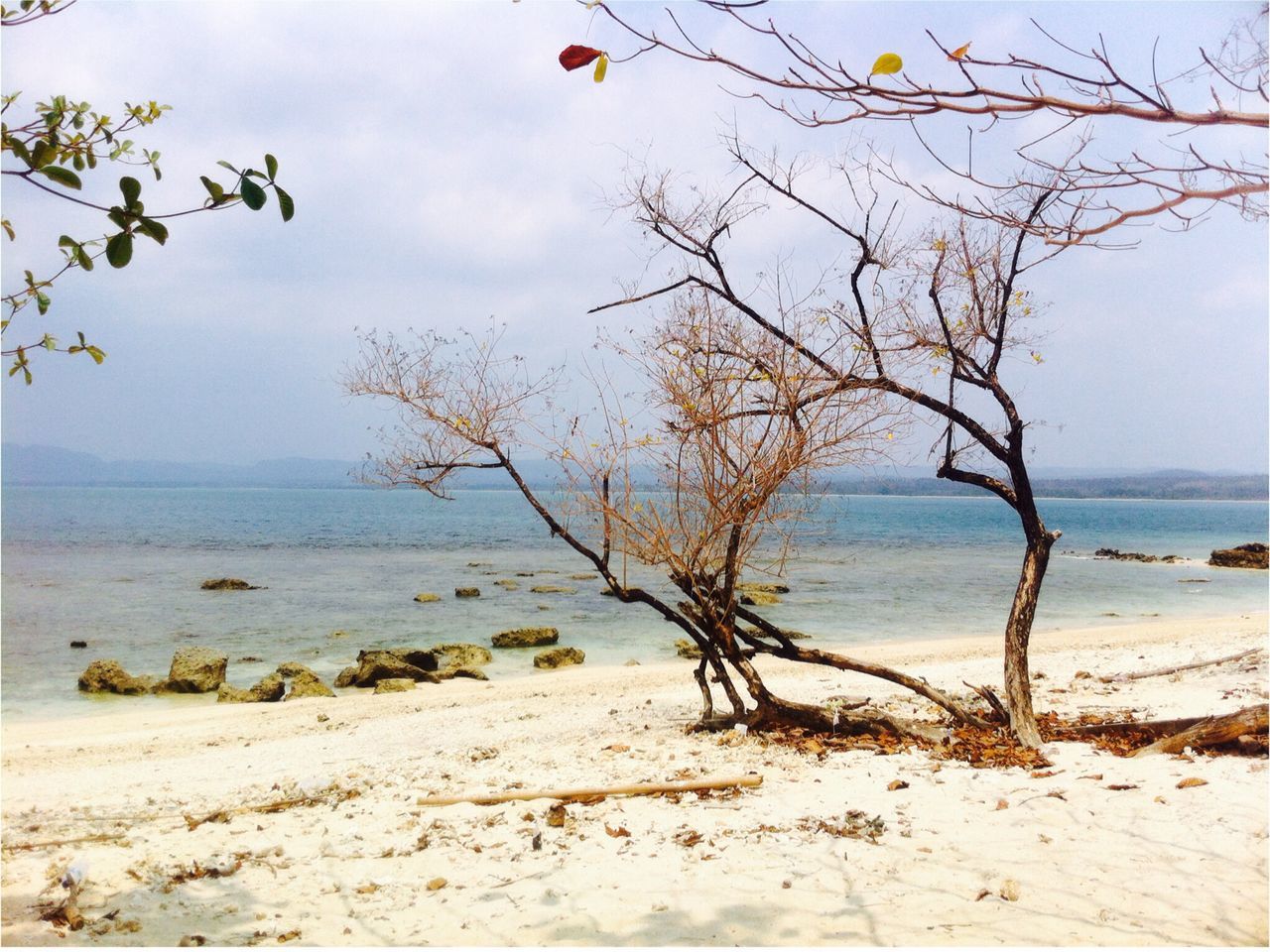 water, sky, sea, tranquility, tranquil scene, tree, branch, beach, horizon over water, scenics, nature, beauty in nature, shore, bare tree, sand, cloud, cloud - sky, coastline, idyllic, no people