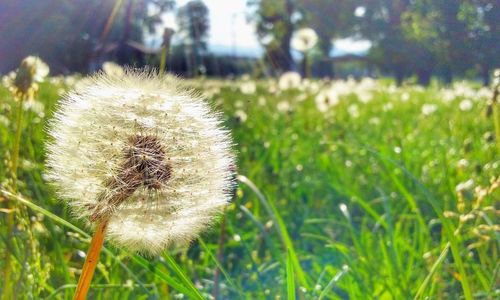 Close-up of dandelion flower on field