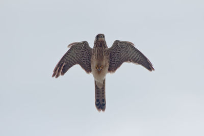 Low angle view of eagle flying against clear sky