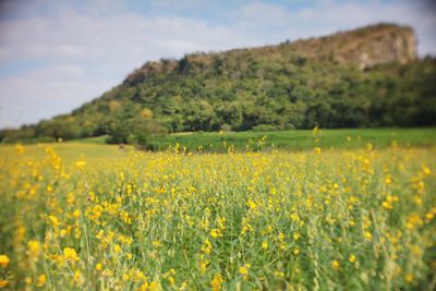 Scenic view of oilseed rape field against sky