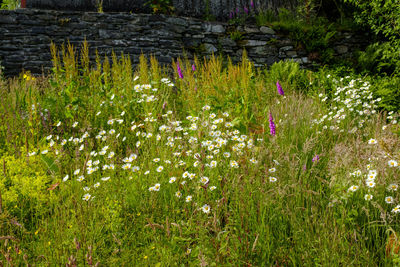 Purple flowering plants on field