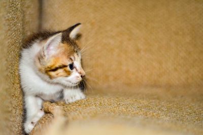 Close-up of kitten sitting