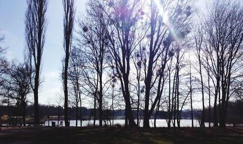 Bare trees at sunset