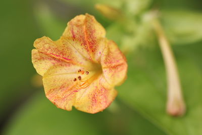Close-up of yellow flower on leaves during autumn