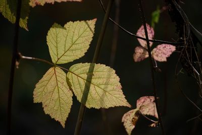 Close-up of autumnal leaves against blurred background